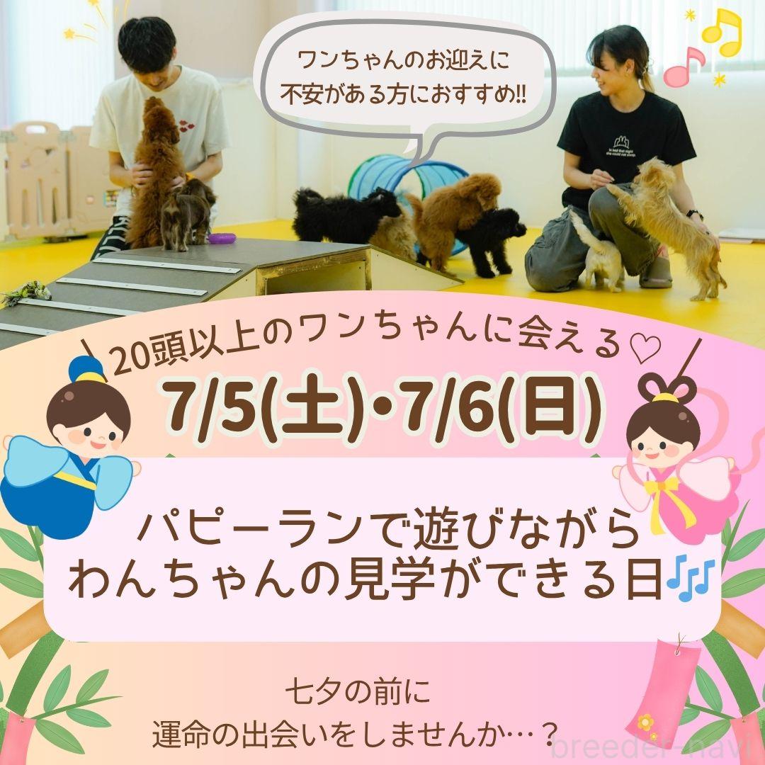 販売中の神奈川県のチワックス:チワワ×ミニチュアダックスフンド-394308の4枚目